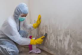 Why You Should Choose Our Mold Remediation Services in Pajaro, CA